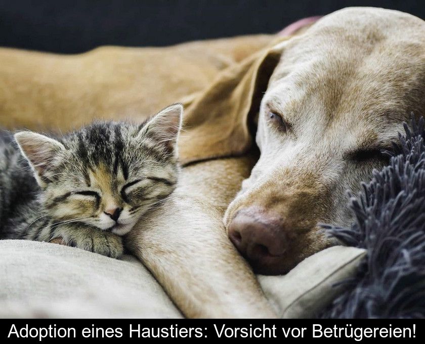 Adoption Eines Haustiers: Vorsicht Vor Betrügereien!