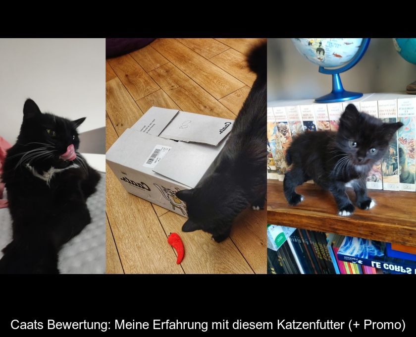 Caats Bewertung: Meine Erfahrung Mit Diesem Katzenfutter (+ Promo)