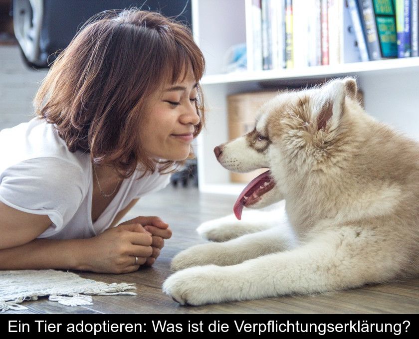 Ein Tier Adoptieren: Was Ist Die Verpflichtungserklärung?