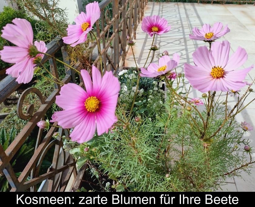 Kosmeen: Zarte Blumen Für Ihre Beete