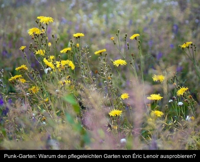 Punk-garten: Warum Den Pflegeleichten Garten Von Éric Lenoir Ausprobieren?