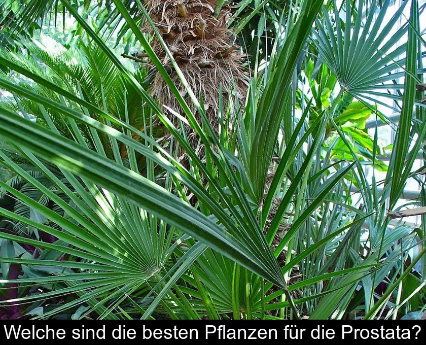 Welche Sind Die Besten Pflanzen Für Die Prostata?