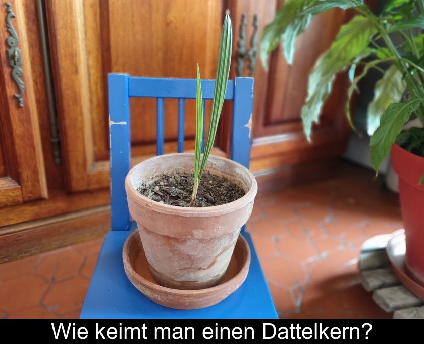 Wie Keimt Man Einen Dattelkern?