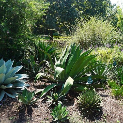 Xeriscaping oder der Trend des wasserlosen Gartens